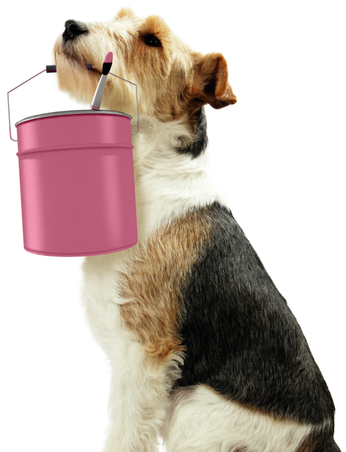 Visuel chien et pot de peinture