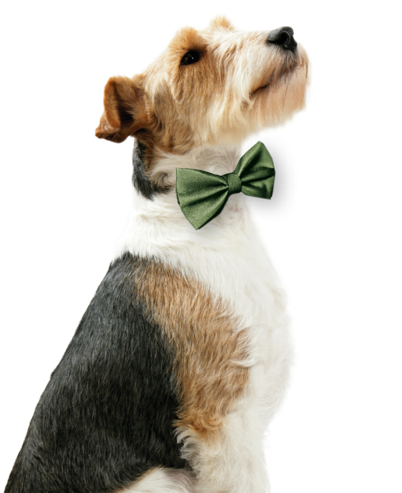Chien noeud papillon